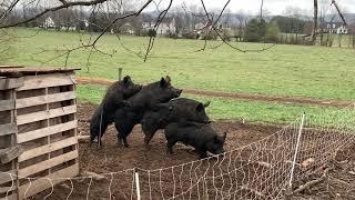 Gay pigs (must watch)