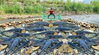 The boy arranged rocks in the stream to create a unique fish trap. And caught many big fish.