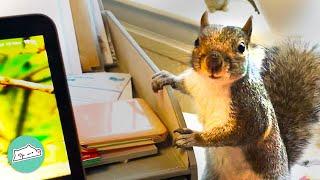 Wild Squirrel Interrupts Girl Working From Home | Cuddle Squirrels