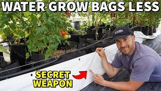 An EASY Way To Stop GROW BAGS From Drying Out In Summer