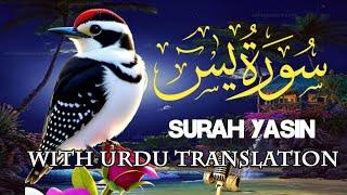 Surah Yaseen with urdu translation full | Surah Yasin  Urdu Tarjuma | Beautiful Recitation of Quran