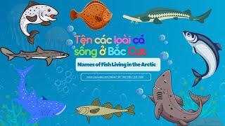 TÊN CÁC LOÀI CÁ SỐNG Ở BẮC CỰC / NAMES OF FISH LIVING IN THE ARCTIC