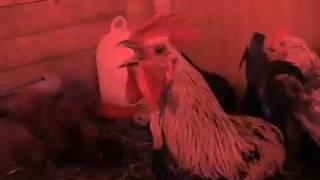 death metal rooster berserker