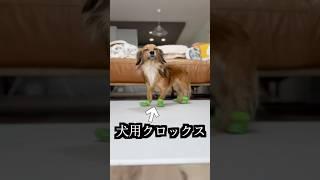 犬用クロックス炊飯器に入れたら奇跡が起きた！