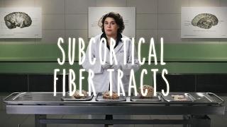 Neuroanatomy S1 E5: Subcortical Fiber Tracts #neuroanatomy #ubcmedicine