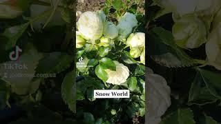 EDROSES/Троянда  Сноу Ворлд (Snow World® ) - Interplant Roses.Premium Spray Roses.