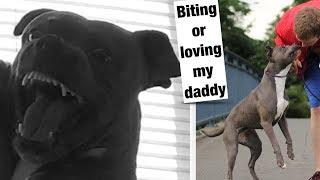 Dog Challenge: Funny aggressive reactions... Hug my Pit bull for too long 