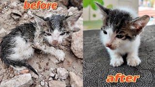 Emergency | Poor Kitten Left Out in The Cold Needs Help | Animal Family