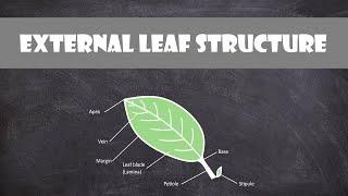 External Leaf Structure | Plant Biology