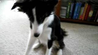 Border Collie Tricks