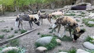 Home Safari – Painted Dogs – Cincinnati Zoo