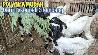 Pola Pikir Pintar Agar Sukses Ternak Kambing, Tidak Takut Penjualan