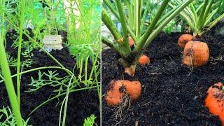 It was surprising with the way to grow carrots at home for a lot of tubers