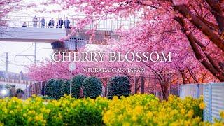 4K AMAZINGLY BEAUTIFUL CHERRY BLOSSOM JAPAN MIURA SAKURA VIEWING WALKING TOUR 4K Video UHD 60fps
