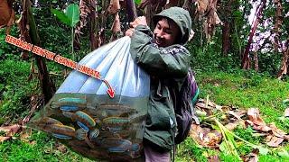 PECAH REKORR..!! Pertama Kali Dapat Channa Limbata Sebanyak Ini || Mancing Ikan Channa Limbata