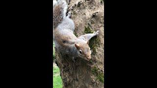 Squirrel Squirrel Climbing for Apple ️   | Squirrel Diaries