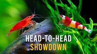 Neocaridina Shrimp VS Caridina Shrimp - The SURPRISING Differences!