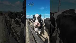 Milking time | Cows coming in from the field