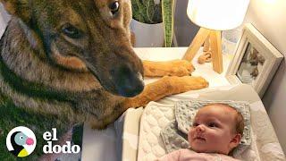 Perro policía conoce a su nueva hermanita I El Dodo