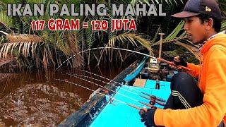 Jackpot ikan mahal ketika mancing udang galah.