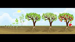 Баланс роста и плодоношения  -  основная суть обрезки дерева.