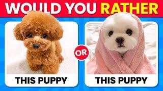 Would You Rather...? ANIMALS Edition  Quiz Time