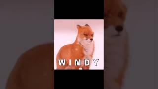 IT FUCKEN WIMDY #funny #meme #comedy #itfuckenwimdy #wimdy #fox #windy #wind #tiktok #earrape #humor