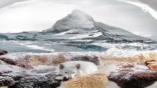 funny dog playing with snow ️ ll #funnyjokes #funntmoments #funnspot