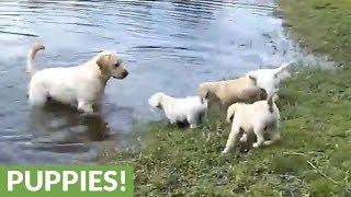 Labrador father teaches his puppies to swim