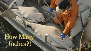 Are There More Lurkers in the Kelp?! - Fishing for Halibut on a Beautiful Day! | Alaska Halibut 2024