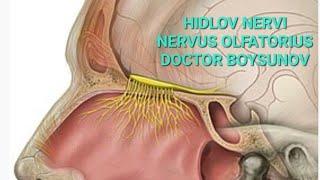 HIDLOV NERVI // N. OLFACTORIUS // DOCTOR BOYSUNOV.