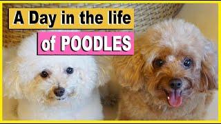 A Day in the Life of My TOY POODLES | Poodle Mom