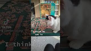 My Cat vs. the Cat Puzzle