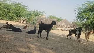 small goats and powerful Bakra ! goat  video ! animal mating videos #youtube #goat