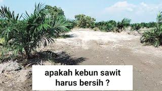 apakah kebun sawit harus bersih