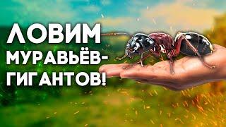 НАШЛИ МАТОК МУРАВЬЁВ-ГИГАНТОВ! В ПОИСКАХ МАТОК ОХОТА ЗА ВАГУСАМИ! Camponotus vagus \\ Димон и пумба