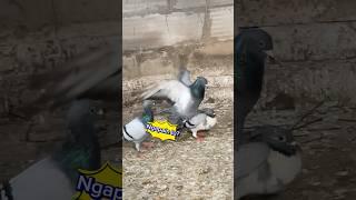 Merpatiku sulit bertelur #birds #pigeon #shorts