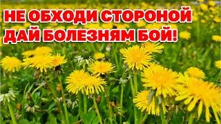 УДИВИТЕЛЬНЫЕ СВОЙСТВА ОДУВАНЧИКА КОМУ ЗАМЕНИТ ТАБЛЕТКИ КАКОЙ ОДУВАНЧИК ЯД  ЗДОРОВЬЯ@natureMarusya