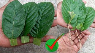 How to grow guava trees from guava leaves _ With aloe Vera
