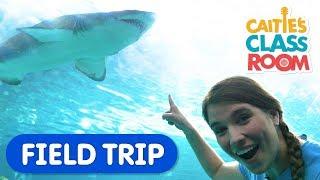 Explore Underwater Animals At The Aquarium | Caitie's Classroom Field Trip | Shark Video for Kids