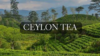 The Art of Ceylon Tea  Exploring Sri Lanka's Tea Country and Learning History of Ceylon Tea