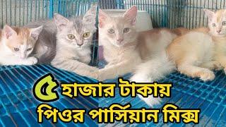 Persian mixed breed cat price 2024|Mixed breed cat| Katabon animal market in Bd| Cat price 2024