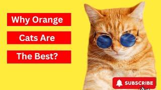 Why Orange Cats Are Best? | Vets Now |