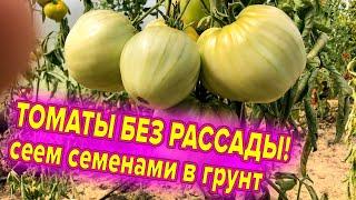 ТОМАТЫ БЕЗ РАССАДЫ! ТОП СОРТОВ ДЛЯ ПОСЕВА СРАЗУ В ГРУНТ