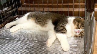 亡き犬の親友が使っていたケージから離れない猫がこちらです…