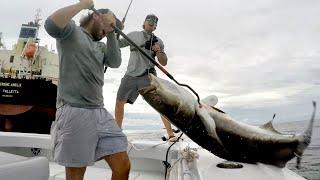 COBIA Fishing Like You've Never Seen Before!