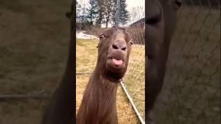 Funny Goat Viral Video #comedy #funny #viralvideo