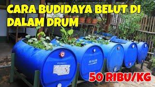 CARA BUDIDAYA BELUT DALAM DRUM. DENGAN CARA INI, SANGAT MENJANJIKAN