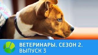 Ветеринары.  Хаски, крокодиловый варан, лисица-фенек. 2 сезон | Живая Планета