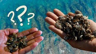 Invasive Mussels Threatening the Great Lakes | Encyclopaedia Britannica